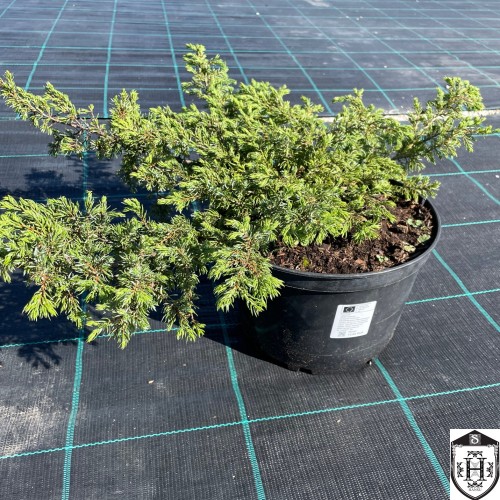 Juniperus communis 'Repanda' - Harilik kadakas 'Repanda' C5/5L
